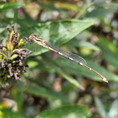 Austrolestes leda (Wandering Ringtail) at Braidwood, NSW - 23 Mar 2024 by MatthewFrawley