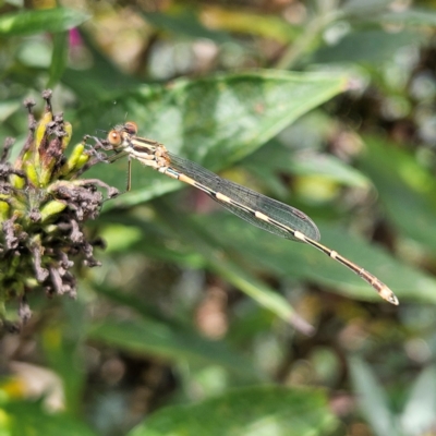 Austrolestes leda (Wandering Ringtail) at QPRC LGA - 23 Mar 2024 by MatthewFrawley