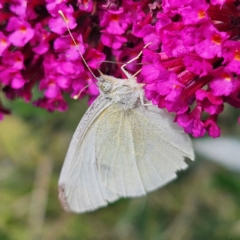 Pieris rapae (Cabbage White) at Braidwood, NSW - 23 Mar 2024 by MatthewFrawley