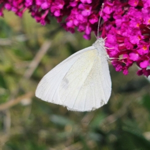 Pieris rapae at QPRC LGA - 23 Mar 2024