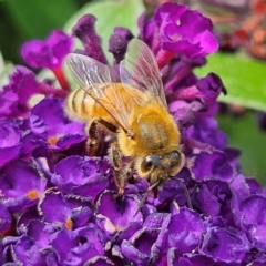 Apis mellifera (European honey bee) at Braidwood, NSW - 23 Mar 2024 by MatthewFrawley