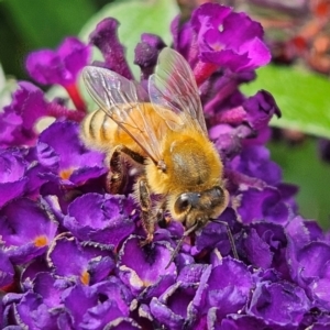 Apis mellifera at QPRC LGA - 23 Mar 2024 01:25 PM