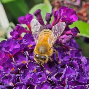 Apis mellifera at QPRC LGA - 23 Mar 2024 01:25 PM