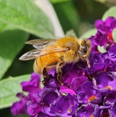 Apis mellifera at QPRC LGA - 23 Mar 2024 01:25 PM