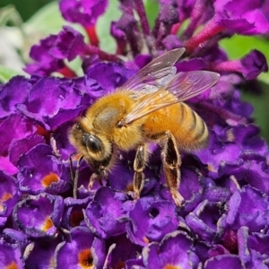 Apis mellifera at QPRC LGA - 23 Mar 2024 01:25 PM