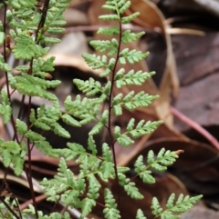 Cheilanthes sieberi subsp. sieberi (Narrow Rock Fern) at Tinderry Mountains - 15 Mar 2024 by AndyRoo
