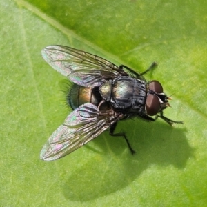 Calliphora vicina at QPRC LGA - 23 Mar 2024