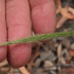 Dichelachne sp. (Plume Grasses) at Tinderry Mountains - 15 Mar 2024 by AndyRoo