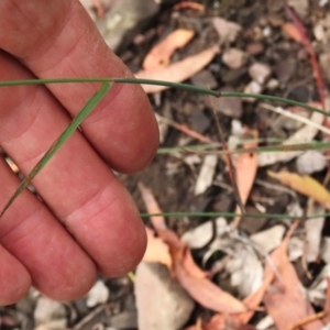 Dichelachne sp. at Tinderry Mountains - 16 Mar 2024