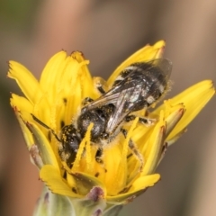 Lasioglossum (Chilalictus) sp. (genus & subgenus) (Halictid bee) at Gungaderra Grassland (GUN_6) - 22 Mar 2024 by kasiaaus