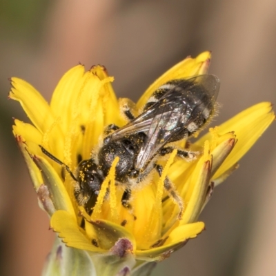 Lasioglossum (Chilalictus) sp. (genus & subgenus) (Halictid bee) at Crace, ACT - 22 Mar 2024 by kasiaaus