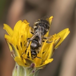 Lasioglossum (Chilalictus) sp. (genus & subgenus) at Crace, ACT - 22 Mar 2024