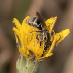 Lasioglossum (Chilalictus) sp. (genus & subgenus) at Crace, ACT - 22 Mar 2024