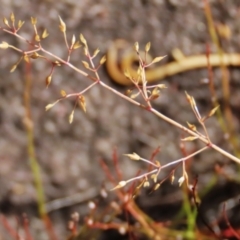 Deyeuxia gunniana at Tinderry Mountains - 16 Mar 2024 11:06 AM