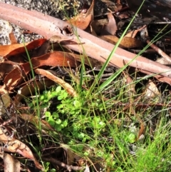 Deyeuxia gunniana at Tinderry Mountains - 16 Mar 2024 11:06 AM