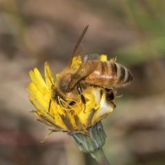 Apis mellifera (European honey bee) at Crace, ACT - 22 Mar 2024 by kasiaaus