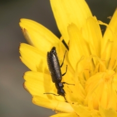 Dasytinae (subfamily) (Soft-winged flower beetle) at Gungaderra Grassland (GUN_6) - 22 Mar 2024 by kasiaaus