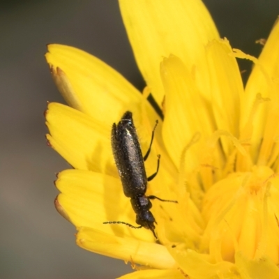 Dasytinae (subfamily) (Soft-winged flower beetle) at Gungaderra Grassland (GUN_6) - 22 Mar 2024 by kasiaaus