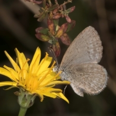 Zizina otis (Common Grass-Blue) at Crace, ACT - 22 Mar 2024 by kasiaaus