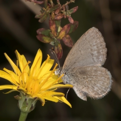 Zizina otis (Common Grass-Blue) at Crace, ACT - 22 Mar 2024 by kasiaaus