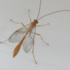 Ichneumonidae (family) (Unidentified ichneumon wasp) at Emu Creek - 17 Mar 2024 by JohnGiacon