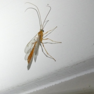 Ichneumonidae (family) at Emu Creek Belconnen (ECB) - 17 Mar 2024