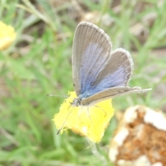Zizina otis (Common Grass-Blue) at Belconnen, ACT - 18 Mar 2024 by JohnGiacon