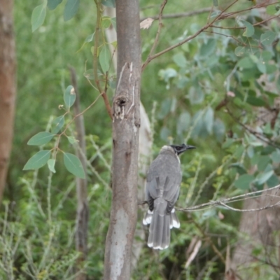 Philemon corniculatus (Noisy Friarbird) at Hall, ACT - 23 Mar 2024 by Anna123