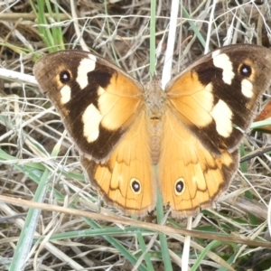 Heteronympha merope at Emu Creek Belconnen (ECB) - 18 Mar 2024