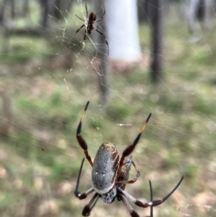 Trichonephila edulis (Golden orb weaver) at Hall, ACT - 23 Mar 2024 by strigo