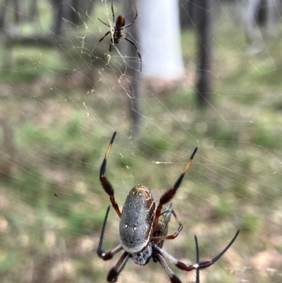 Trichonephila edulis (Golden orb weaver) at Hall, ACT - 22 Mar 2024 by strigo