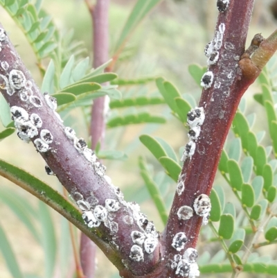 Melanococcus albizziae (Acacia Mealybug) at Emu Creek - 18 Mar 2024 by JohnGiacon