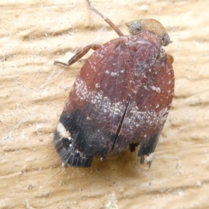 Platybrachys decemmacula at Emu Creek Belconnen (ECB) - 18 Mar 2024