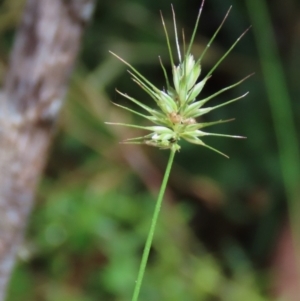 Echinopogon ovatus at Tinderry Mountains - 16 Mar 2024 01:00 PM