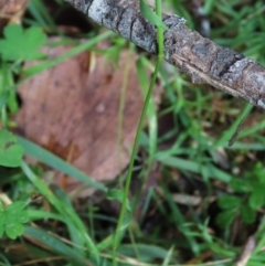 Echinopogon ovatus at Tinderry Mountains - 16 Mar 2024 01:00 PM