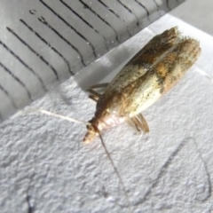 Plodia interpunctella (Indian meal moth) at Emu Creek Belconnen (ECB) - 22 Mar 2024 by JohnGiacon