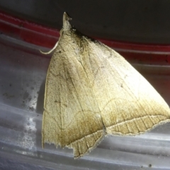 Simplicia armatalis at Emu Creek Belconnen (ECB) - 22 Mar 2024 07:47 PM