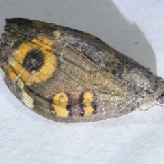 Junonia villida (Meadow Argus) at Emu Creek Belconnen (ECB) - 22 Mar 2024 by JohnGiacon