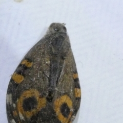 Junonia villida at Emu Creek Belconnen (ECB) - 22 Mar 2024 08:00 PM