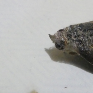 Junonia villida at Undefined Area - 22 Mar 2024 08:00 PM