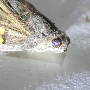 Junonia villida at Undefined Area - 22 Mar 2024 08:00 PM
