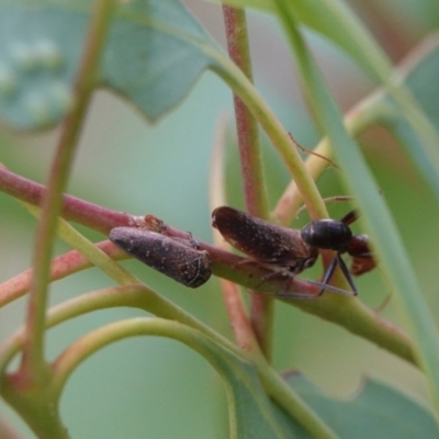 Eurymelinae (subfamily) (Unidentified eurymeline leafhopper) at Hall, ACT - 23 Mar 2024 by Anna123