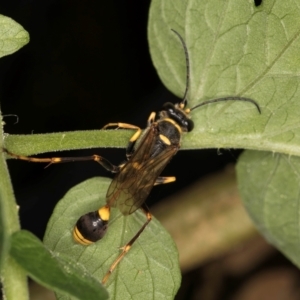 Sceliphron formosum at Melba, ACT - 21 Mar 2024