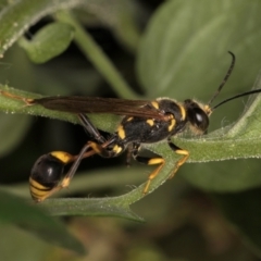 Sceliphron formosum at Melba, ACT - 21 Mar 2024 11:18 AM