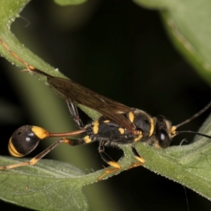 Sceliphron formosum at Melba, ACT - 21 Mar 2024