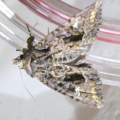 Neumichtis spumigera (A Noctuid moth) at Flea Bog Flat to Emu Creek Corridor - 22 Mar 2024 by JohnGiacon