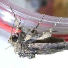 Neumichtis spumigera at Emu Creek Belconnen (ECB) - 22 Mar 2024 08:06 PM