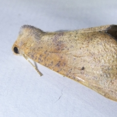 Fisera (genus) (Unidentified Fisera moths) at Emu Creek - 22 Mar 2024 by JohnGiacon