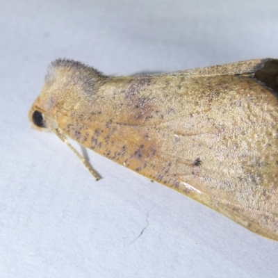 Fisera (genus) (Unidentified Fisera moths) at Flea Bog Flat to Emu Creek Corridor - 22 Mar 2024 by JohnGiacon