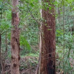 Rhodamnia rubescens (Scrub Turpentine, Brown Malletwood) at Dooragan National Park - 23 Mar 2024 by NJ